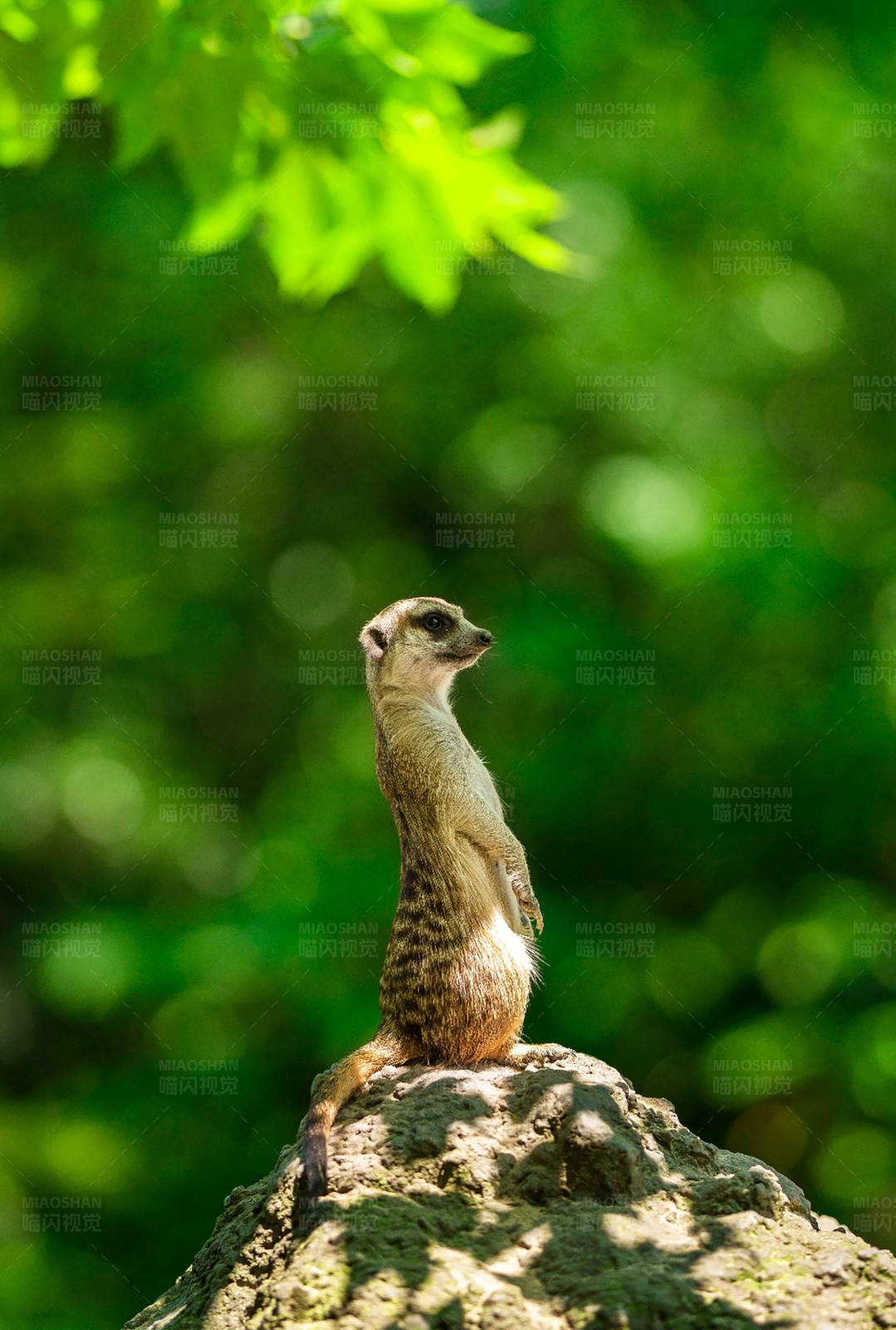 警觉的狐獴图片