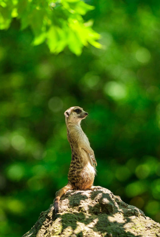 警觉的狐獴图片