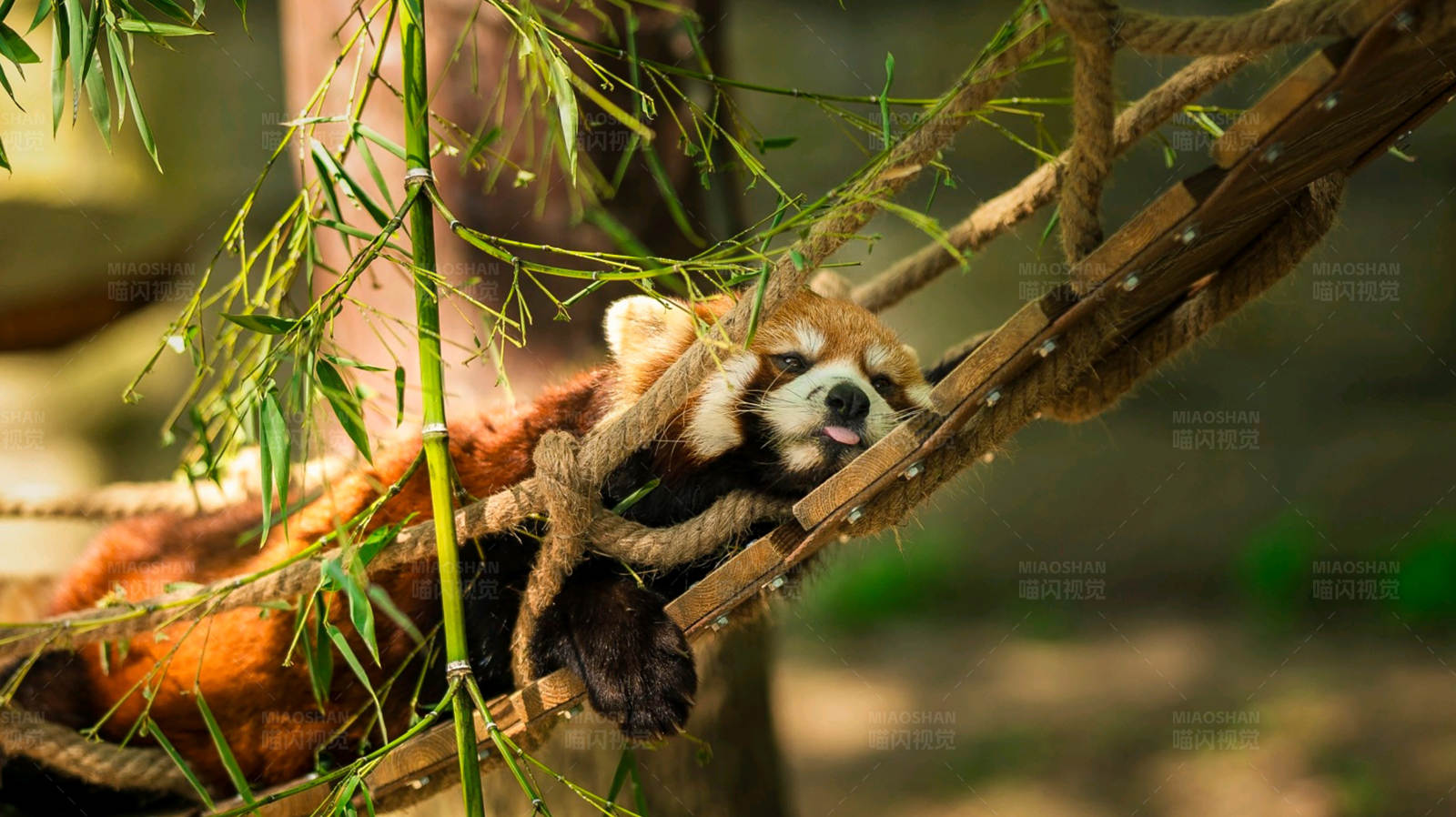红熊猫的悠闲时光图片
