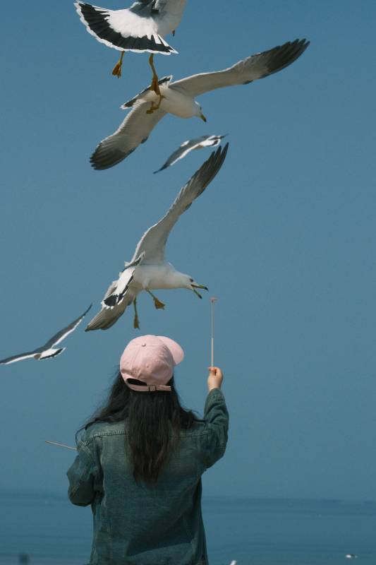 喂食海鸥的女孩图片