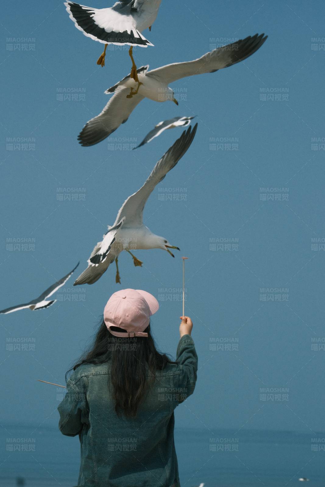 喂食海鸥的女孩图片