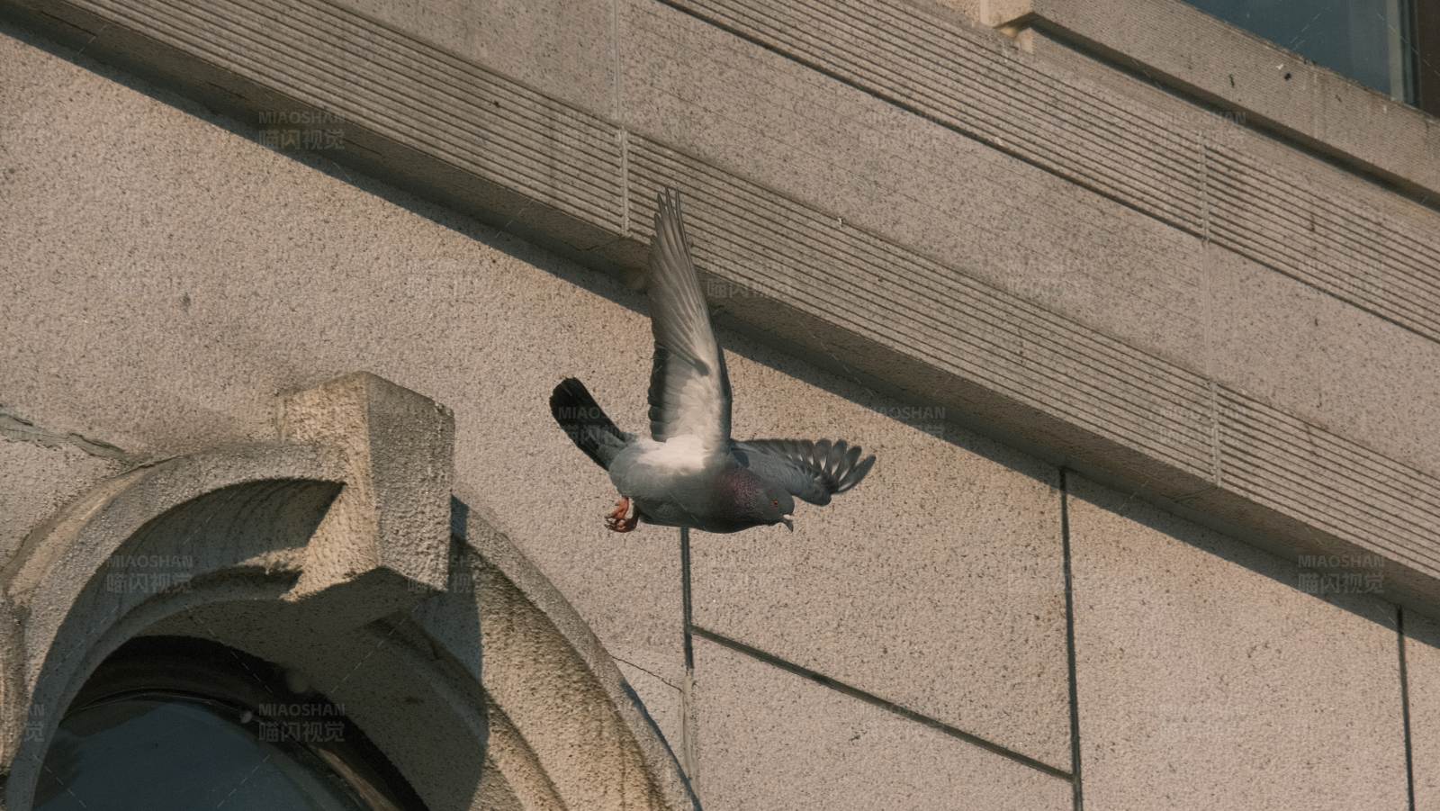 飞翔的鸽子图片