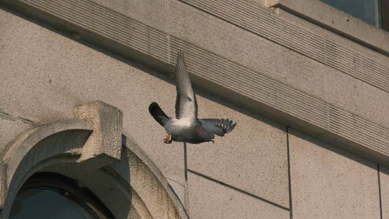 飞翔的鸽子图片