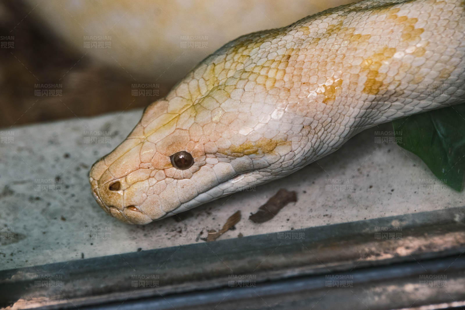 白化蟒蛇的特写镜头图片