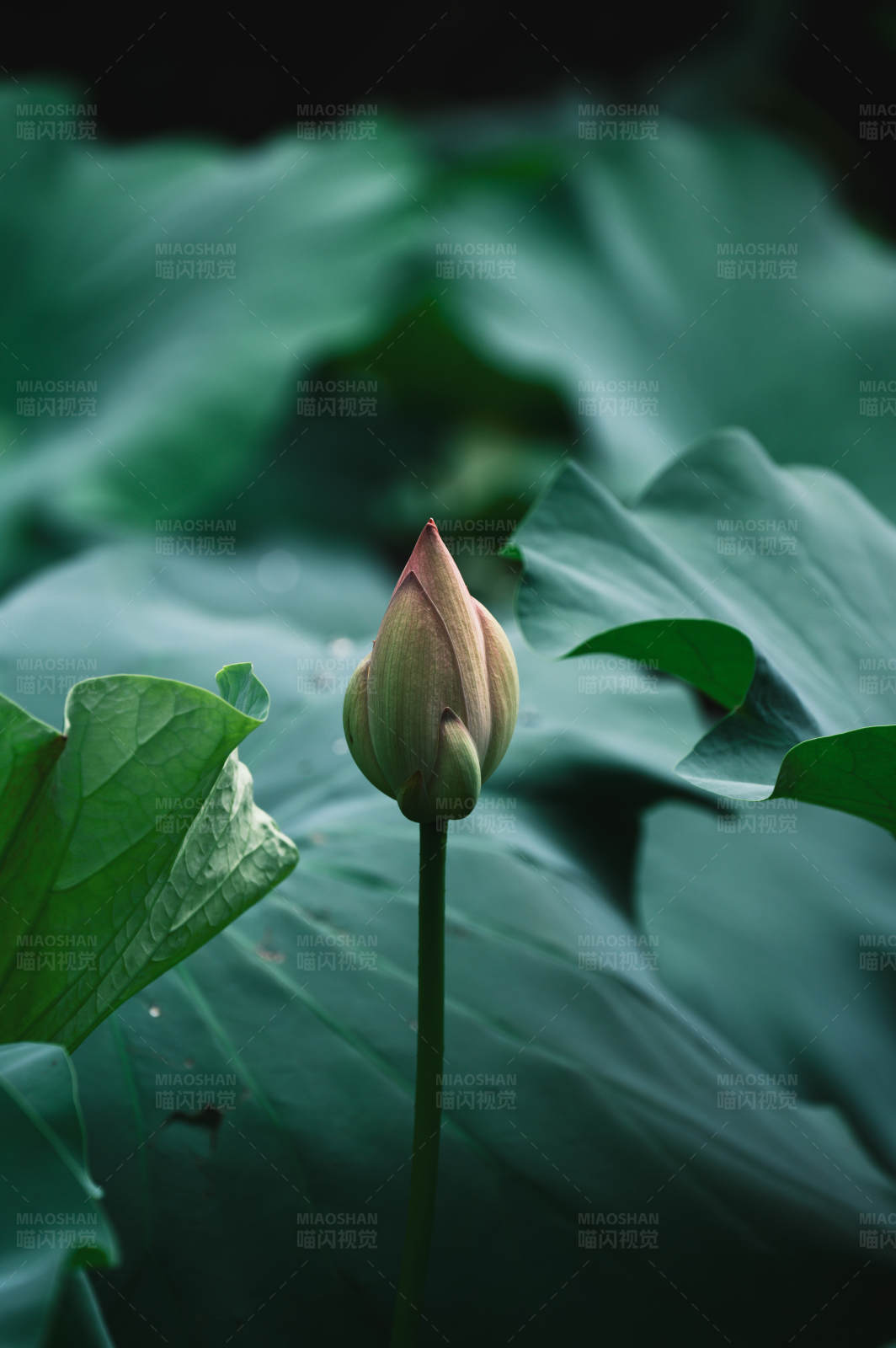 荷花含苞待放图片