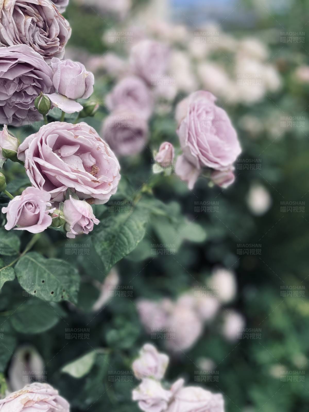 淡紫色玫瑰花丛图片