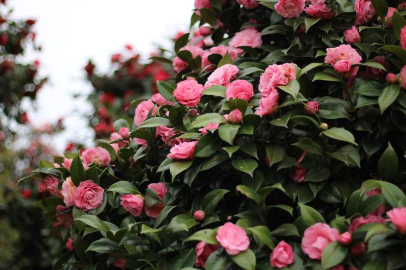 粉色花朵盛开图片