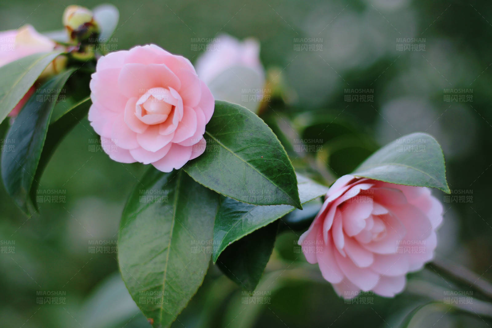 粉色花朵与绿叶图片