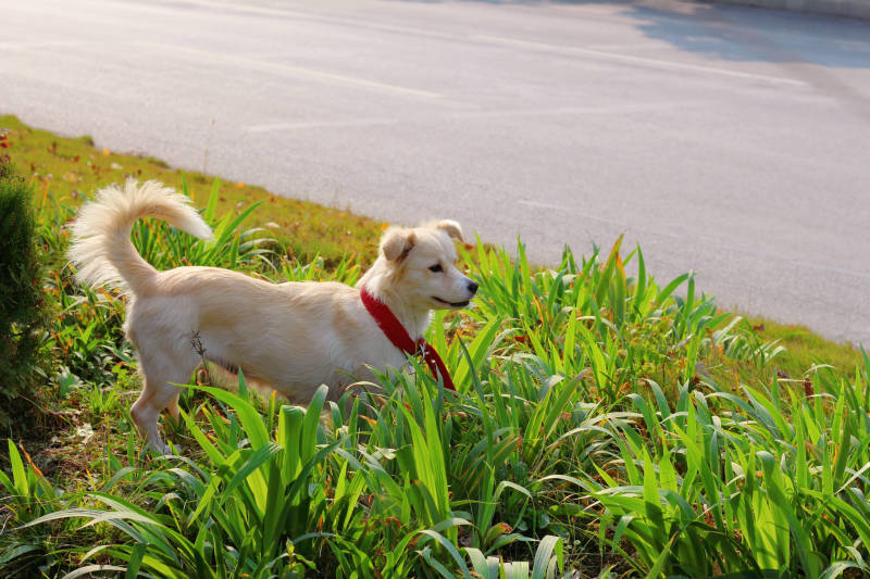 路边的白色小狗图片