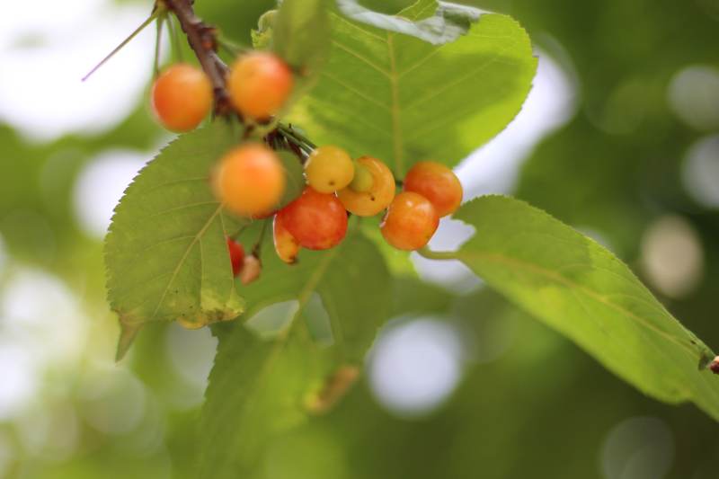 樱桃枝头熟果垂图片
