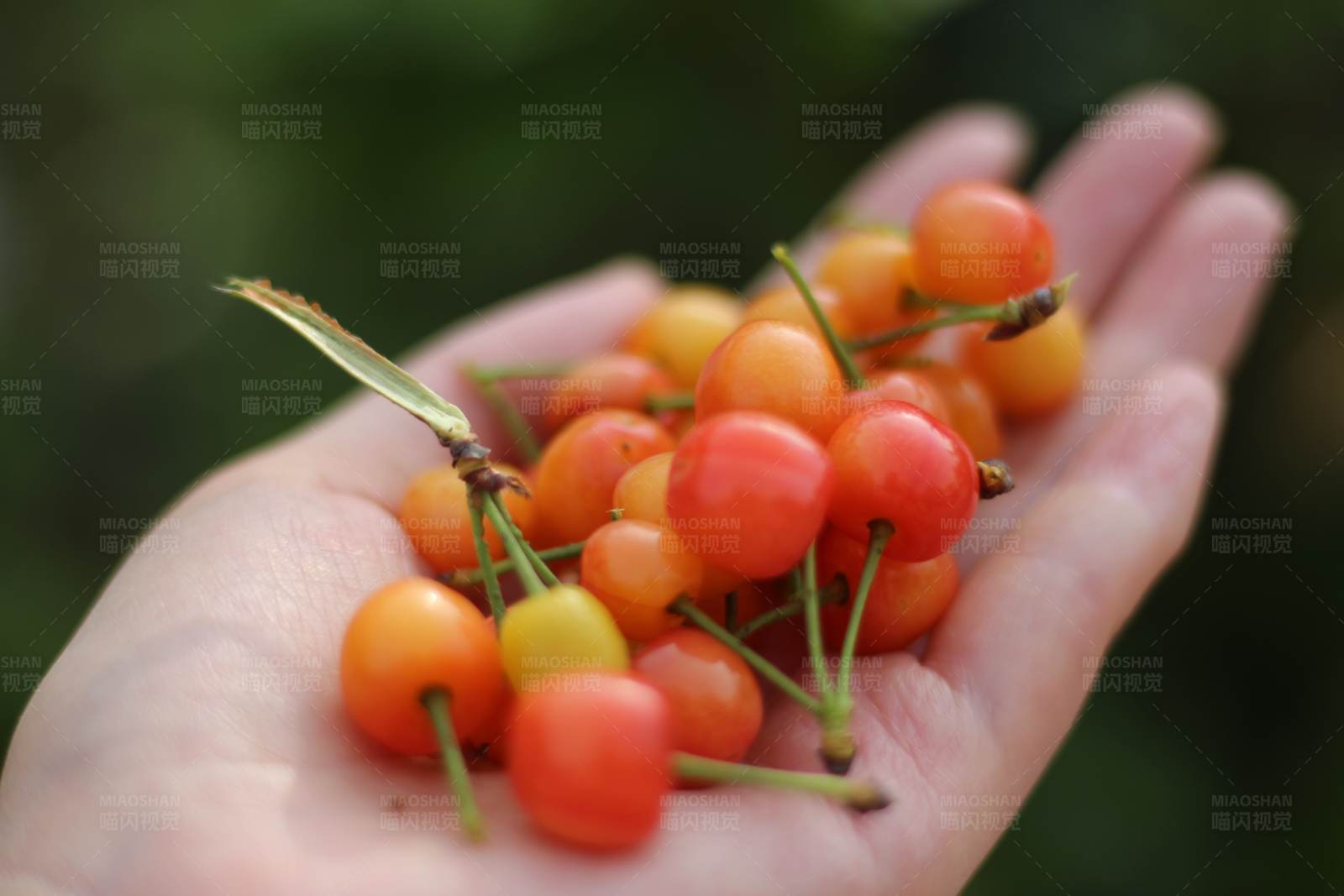掌心的樱桃图片