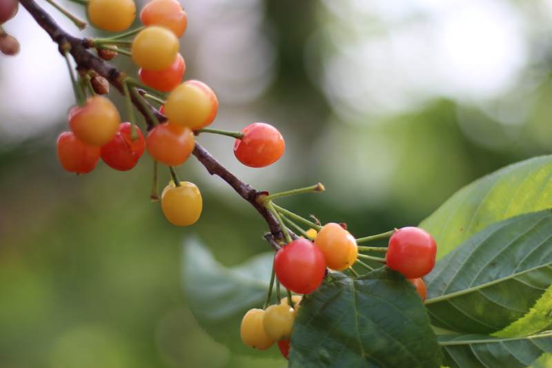樱桃枝头熟果香图片