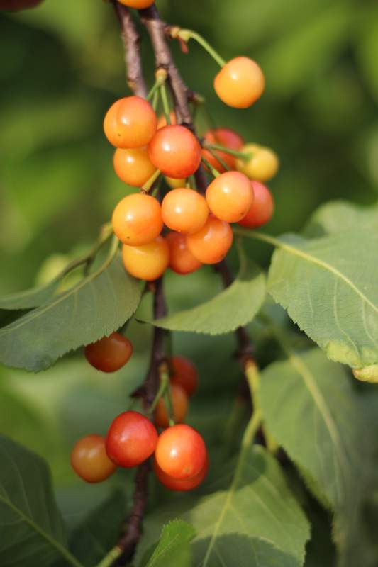 樱桃枝头熟果香图片