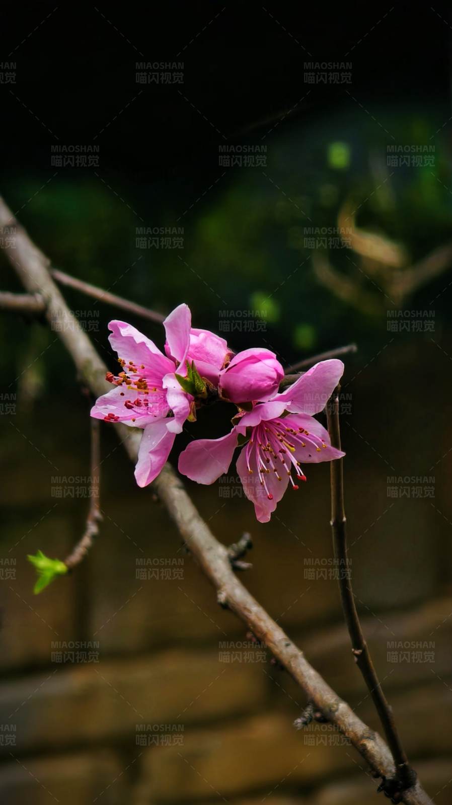 春日桃花绽放图片