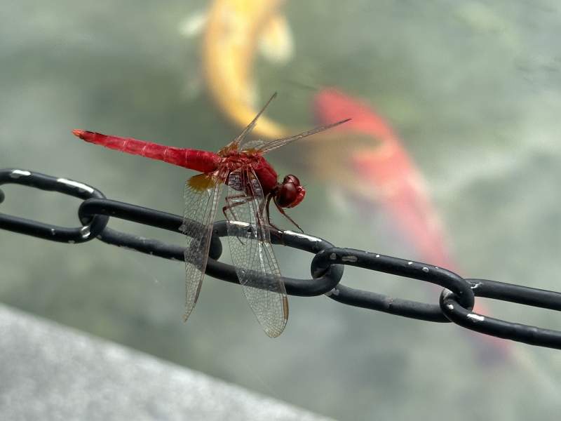 红蜻蜓与锦鲤图片