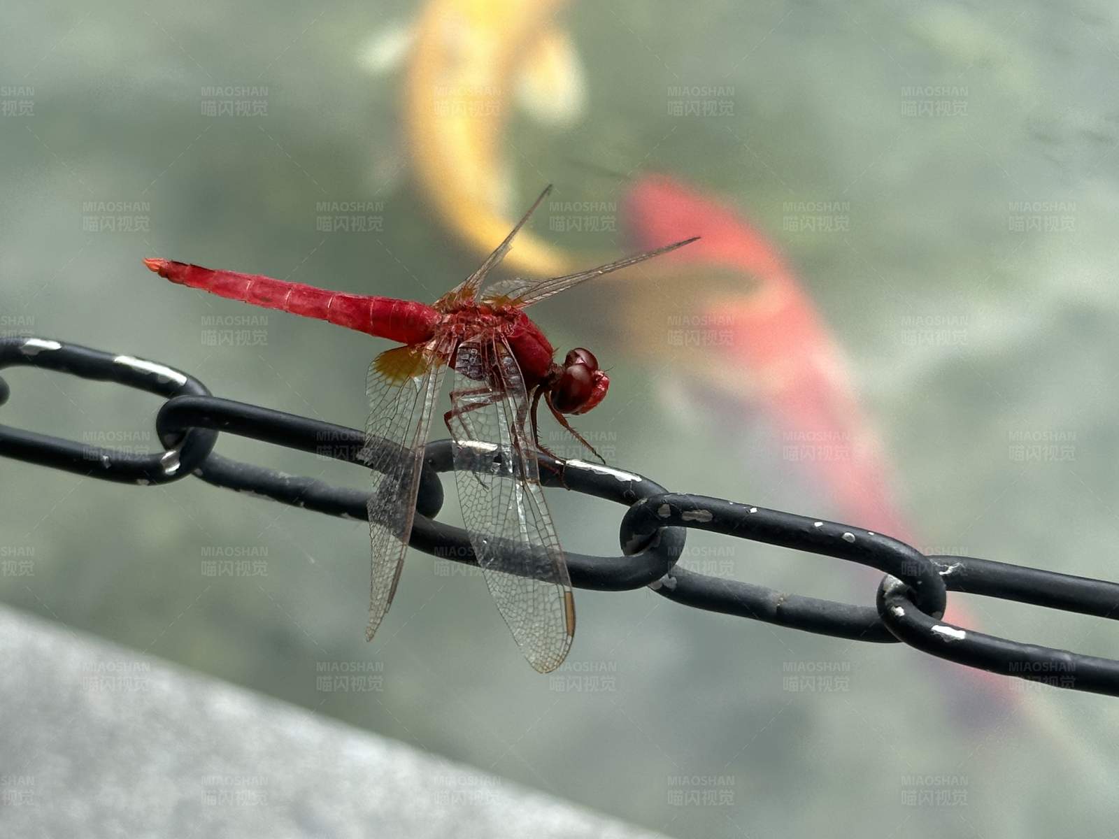 红蜻蜓与锦鲤图片
