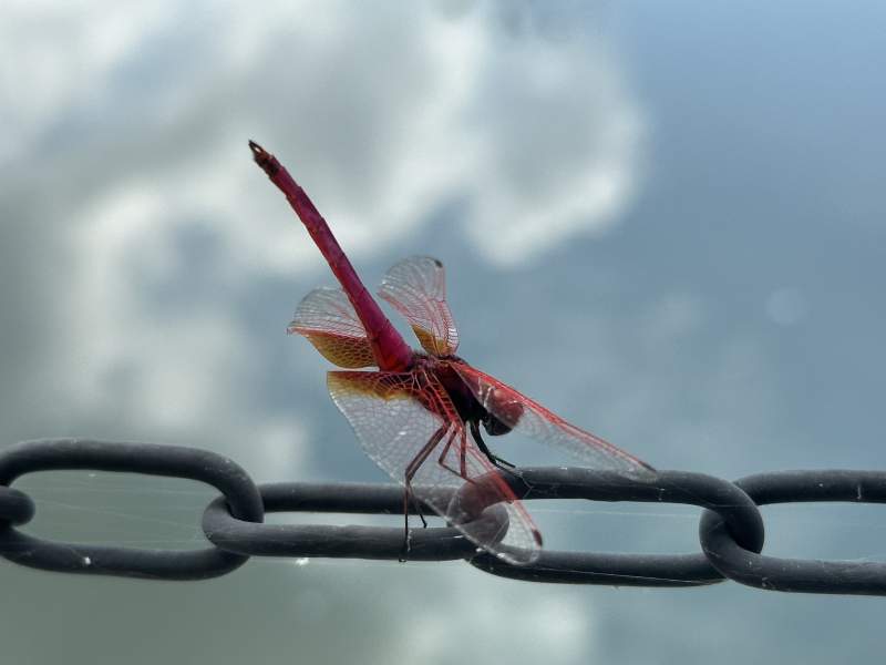 红蜻蜓栖息铁链上图片