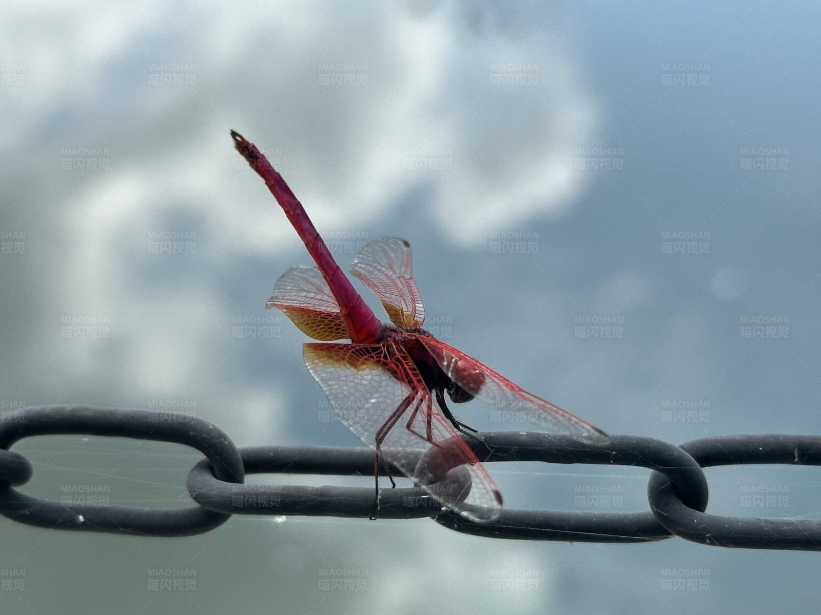 红蜻蜓栖息铁链上图片