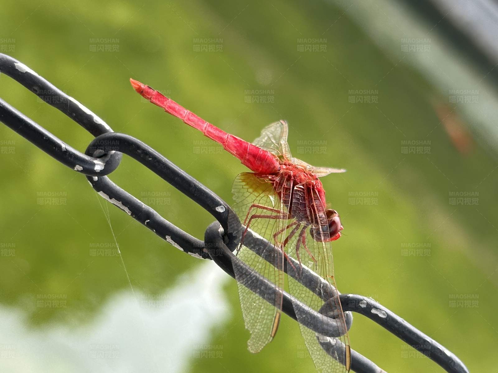 红蜻蜓栖息铁链上图片