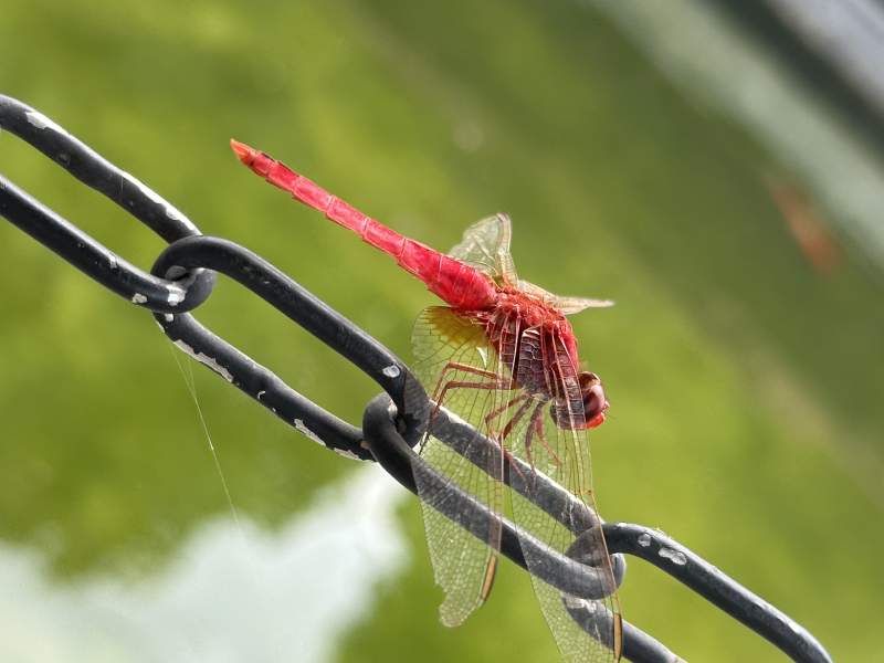 红蜻蜓栖息铁链上图片