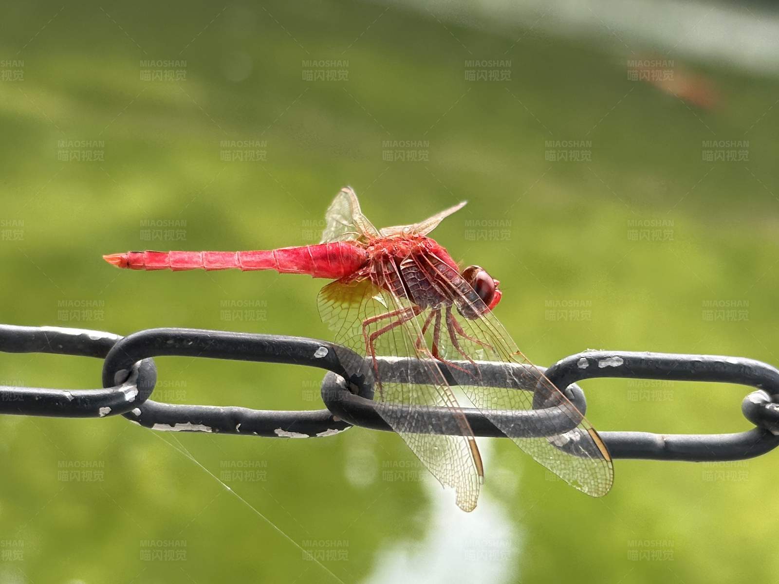 红蜻蜓栖息铁链上图片