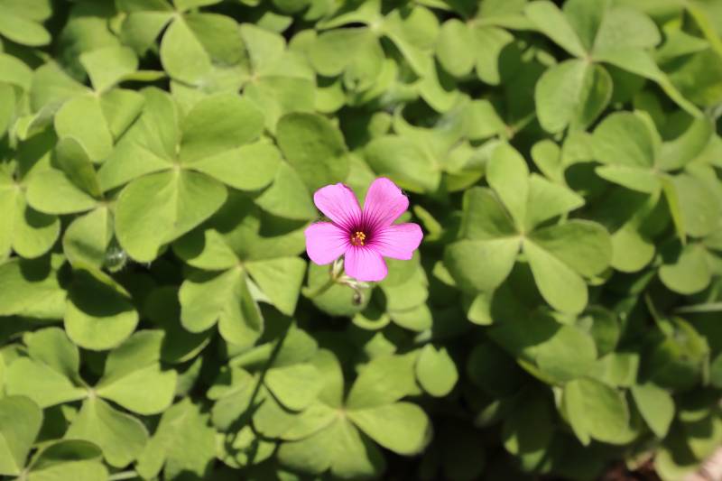 绿叶丛中一点粉图片