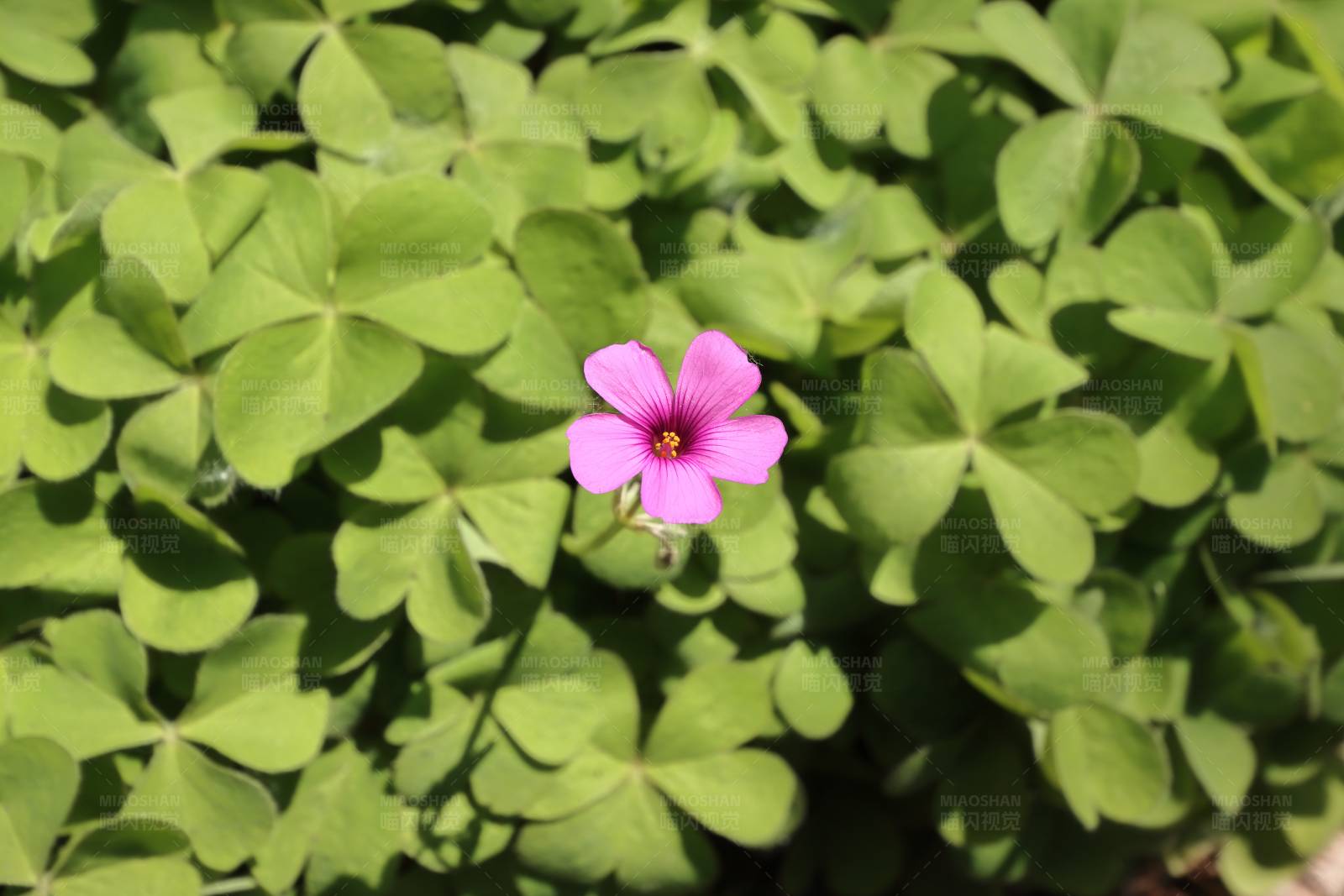 绿叶丛中一点粉图片