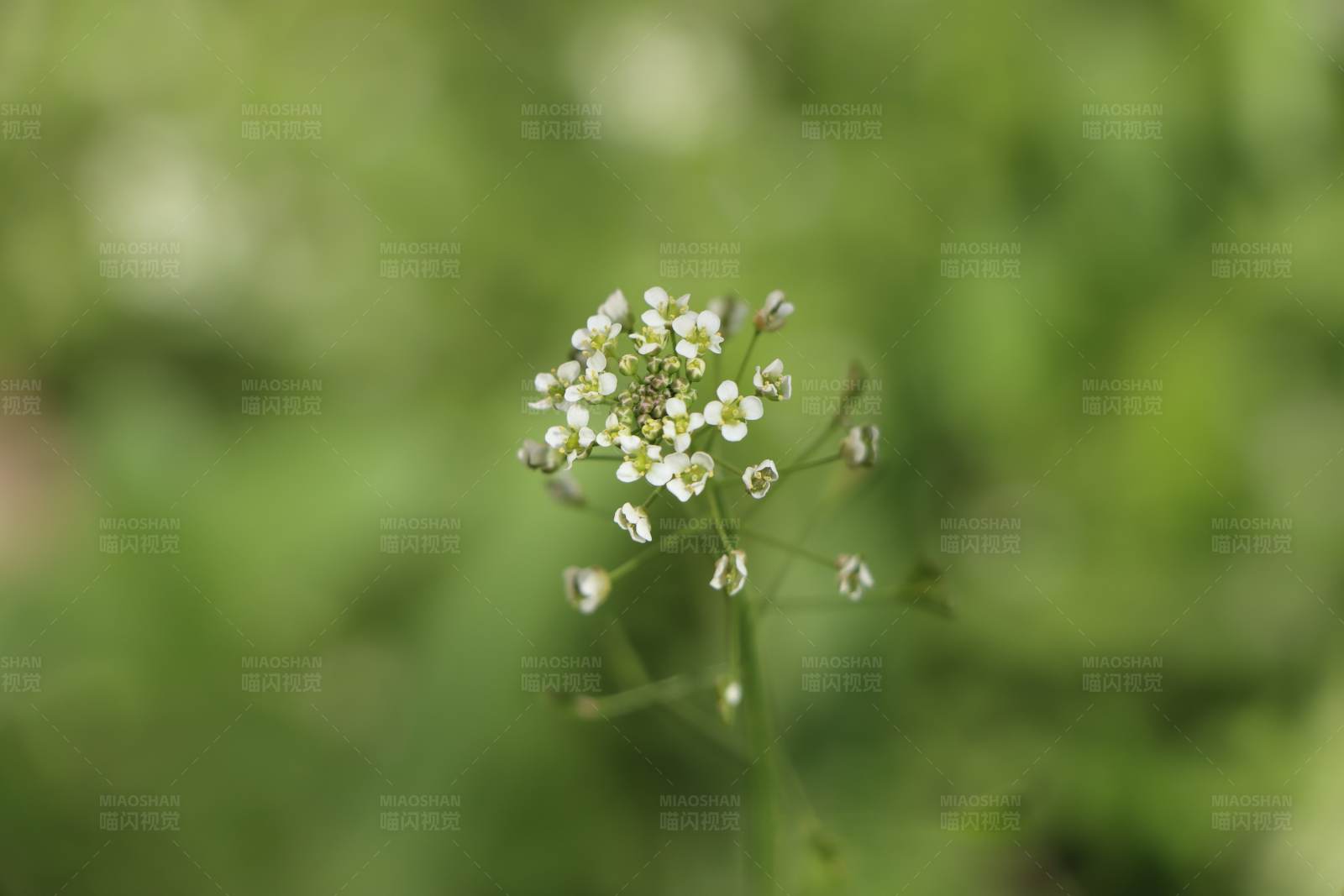 小白花的特写图片