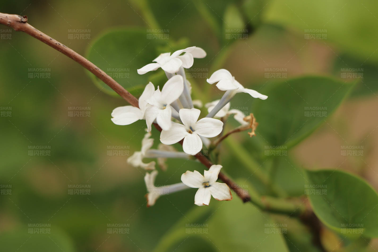 白色花朵与绿叶图片