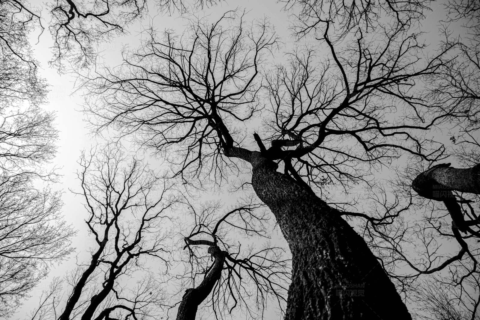 冬日森林的仰视视角图片