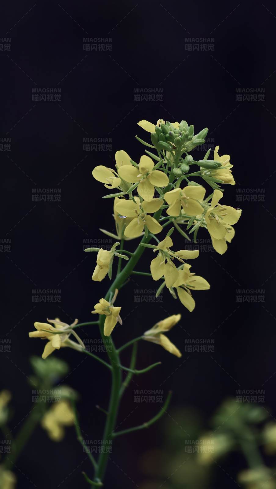 黄花绽放 暗夜生辉图片