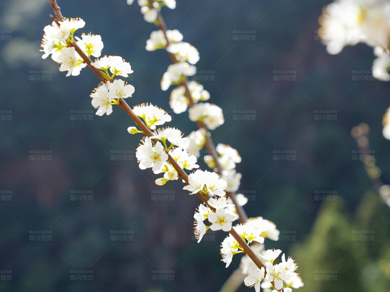 春日白花绽放图片