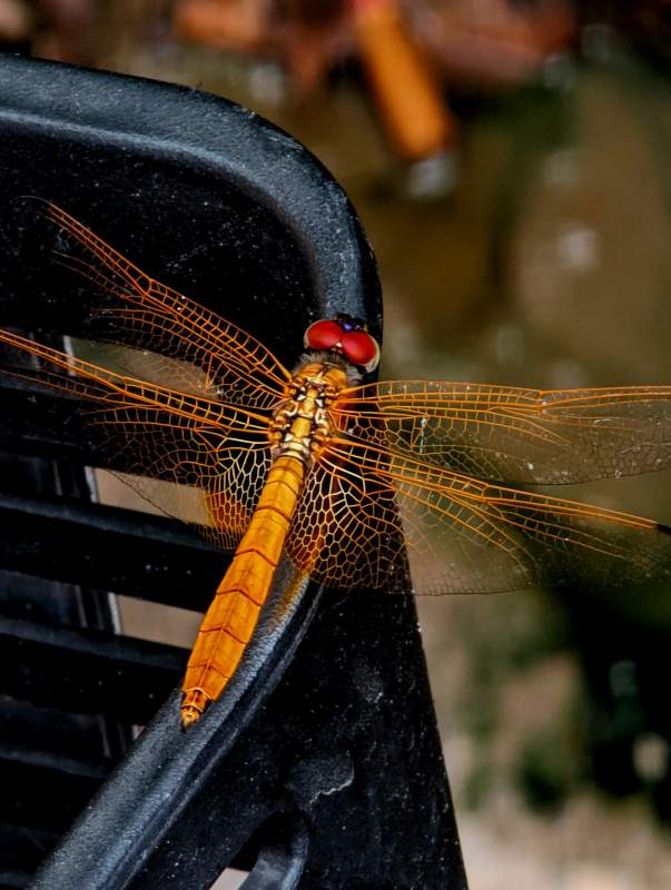 橙色蜻蜓停歇图片