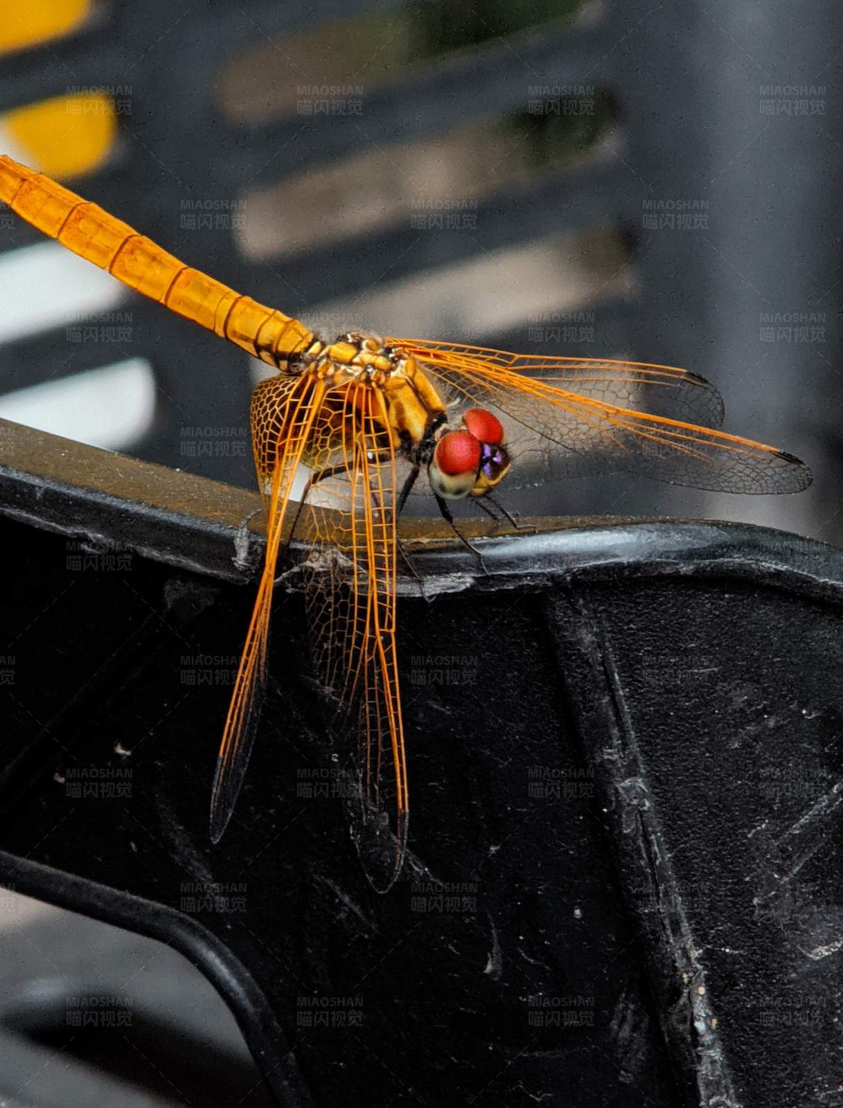 橙色蜻蜓栖息记图片