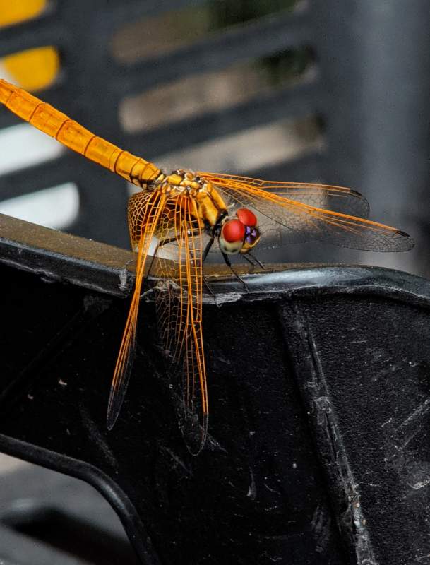 橙色蜻蜓栖息记图片