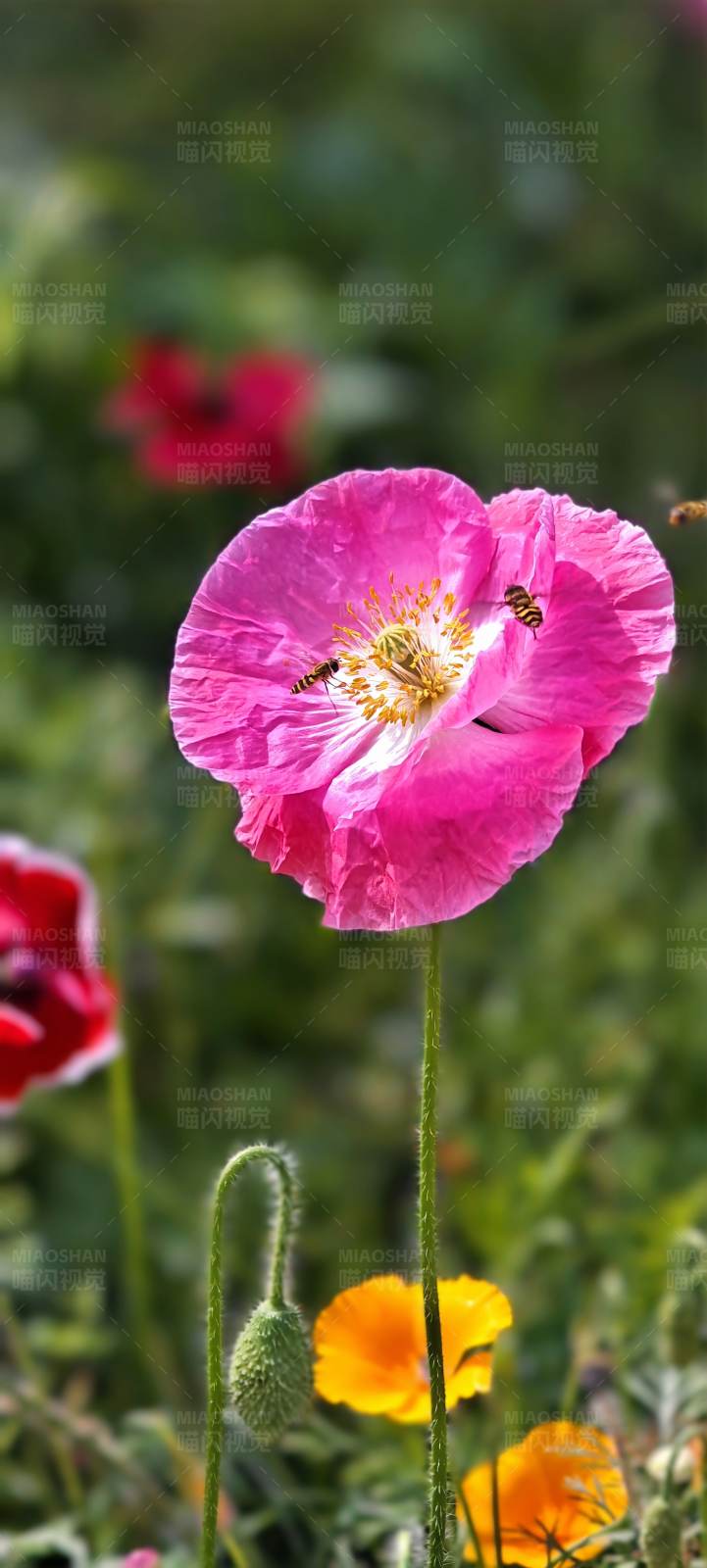 蜜蜂采蜜在虞美人花上图片