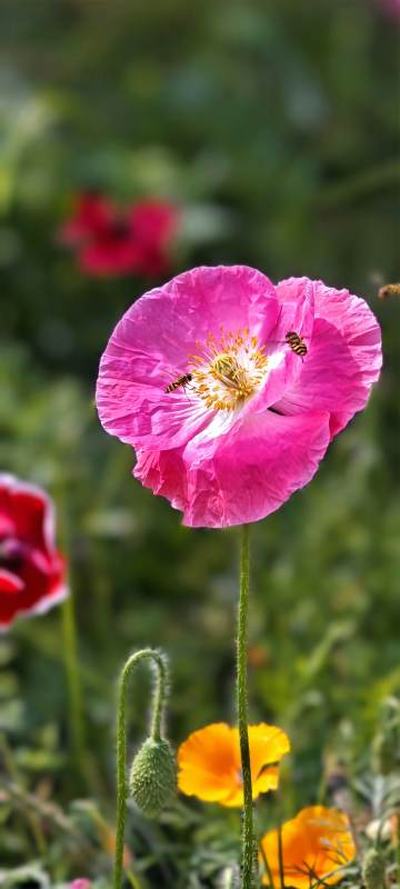 蜜蜂采蜜在虞美人花上图片