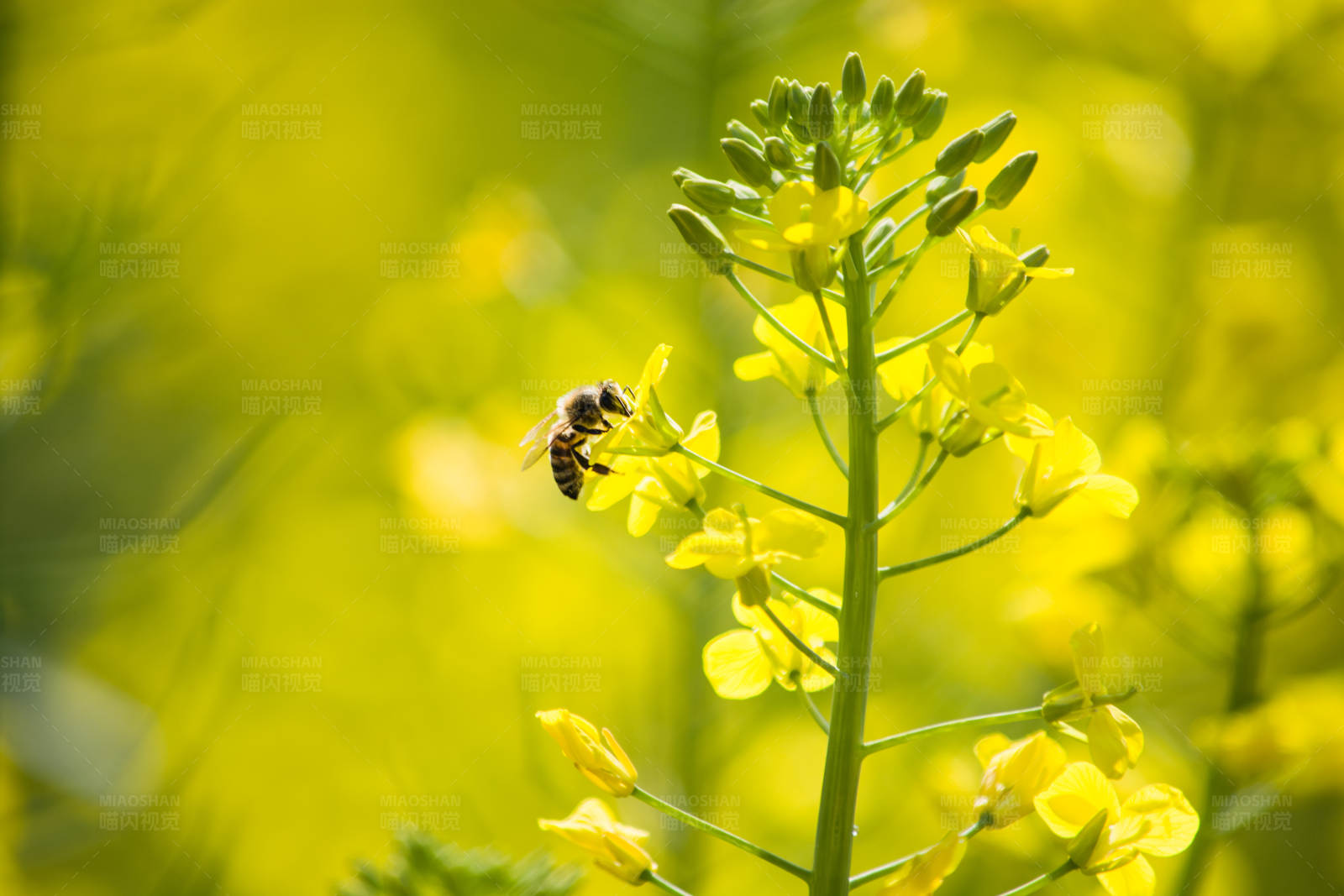 蜜蜂采蜜图片