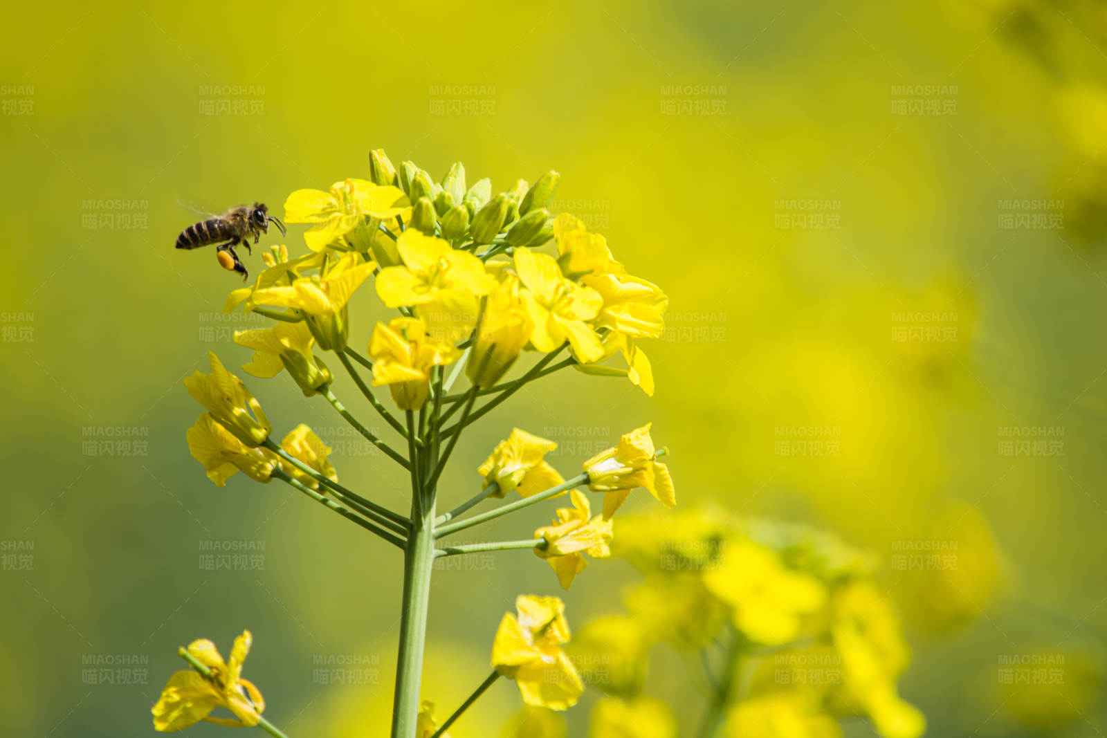 蜜蜂采蜜黄花间图片