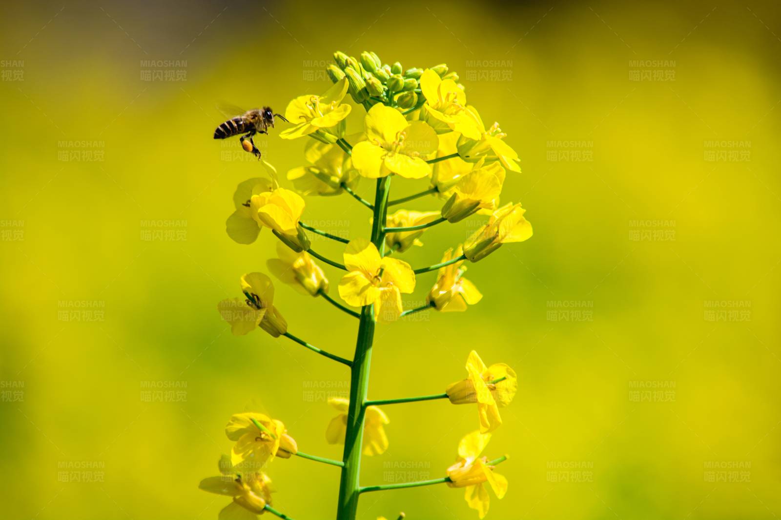 蜜蜂与黄花图片