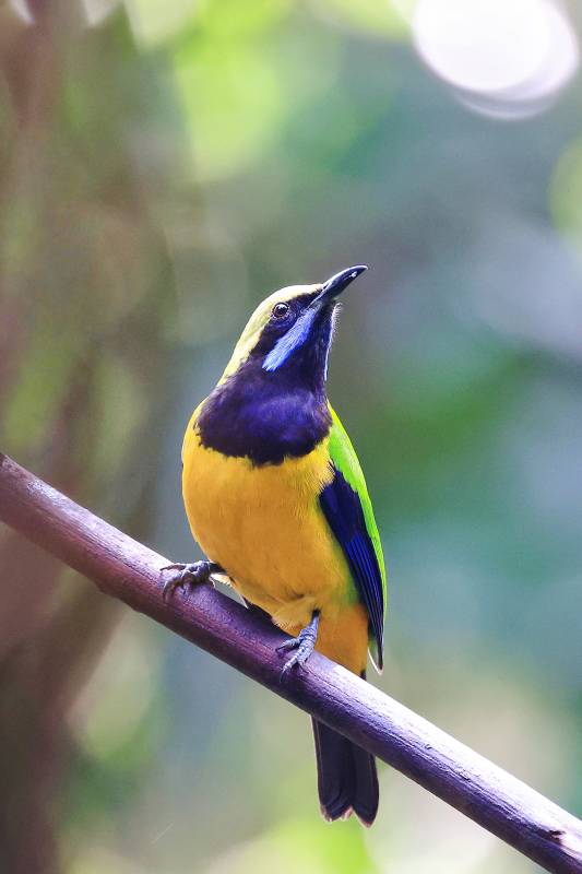 彩色小鸟栖息枝头图片