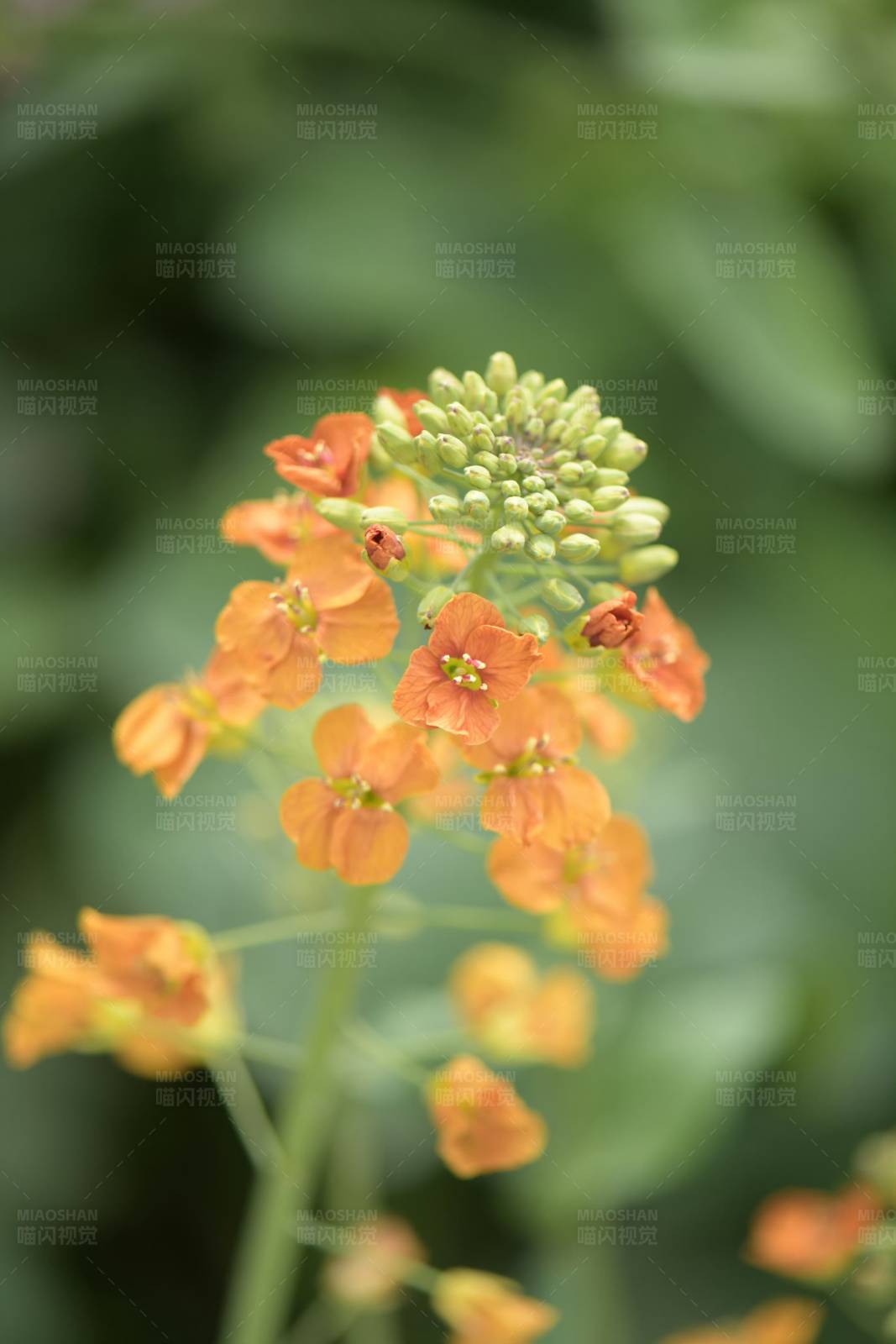 橙色花朵的特写图片