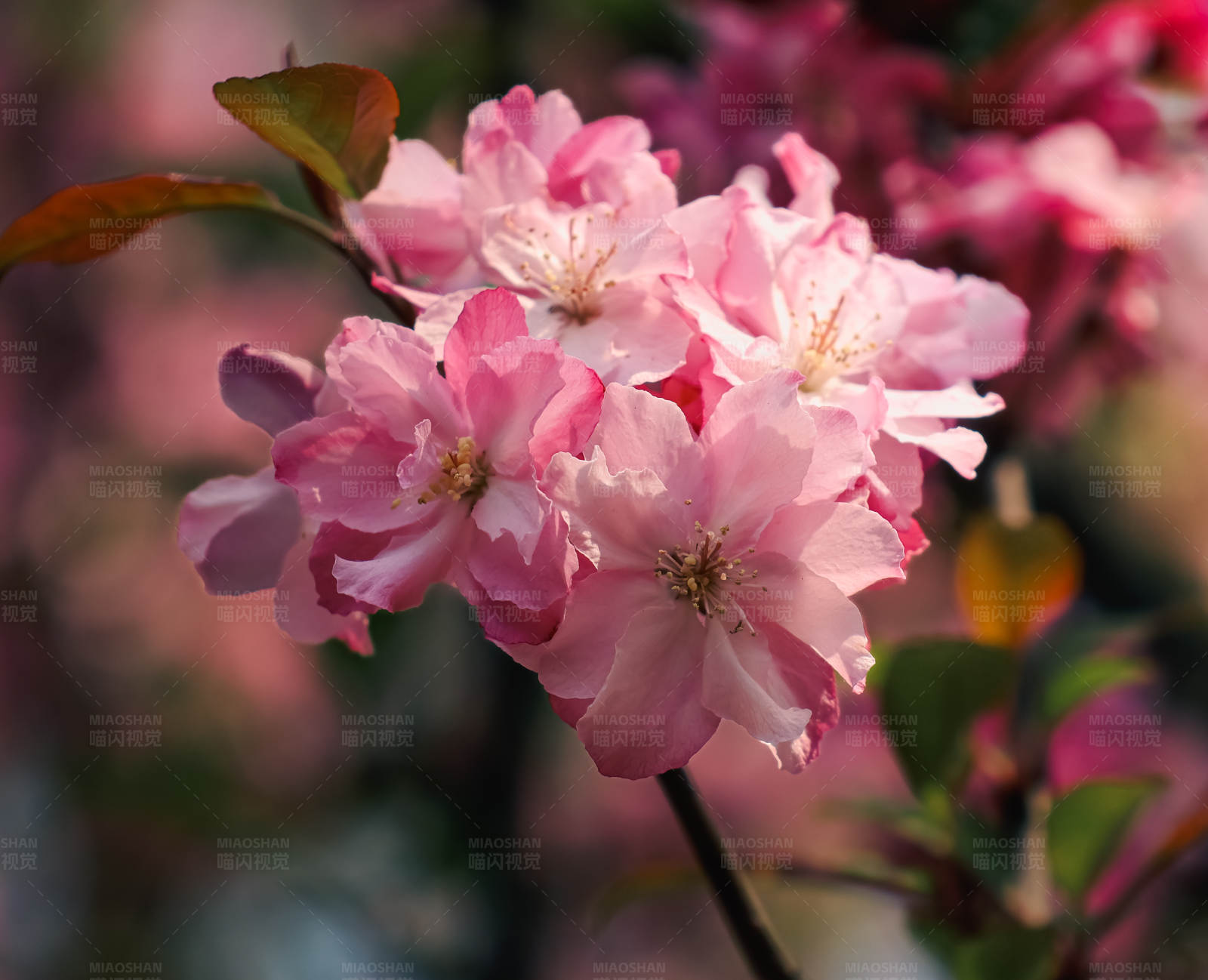 粉色花朵绽放图片