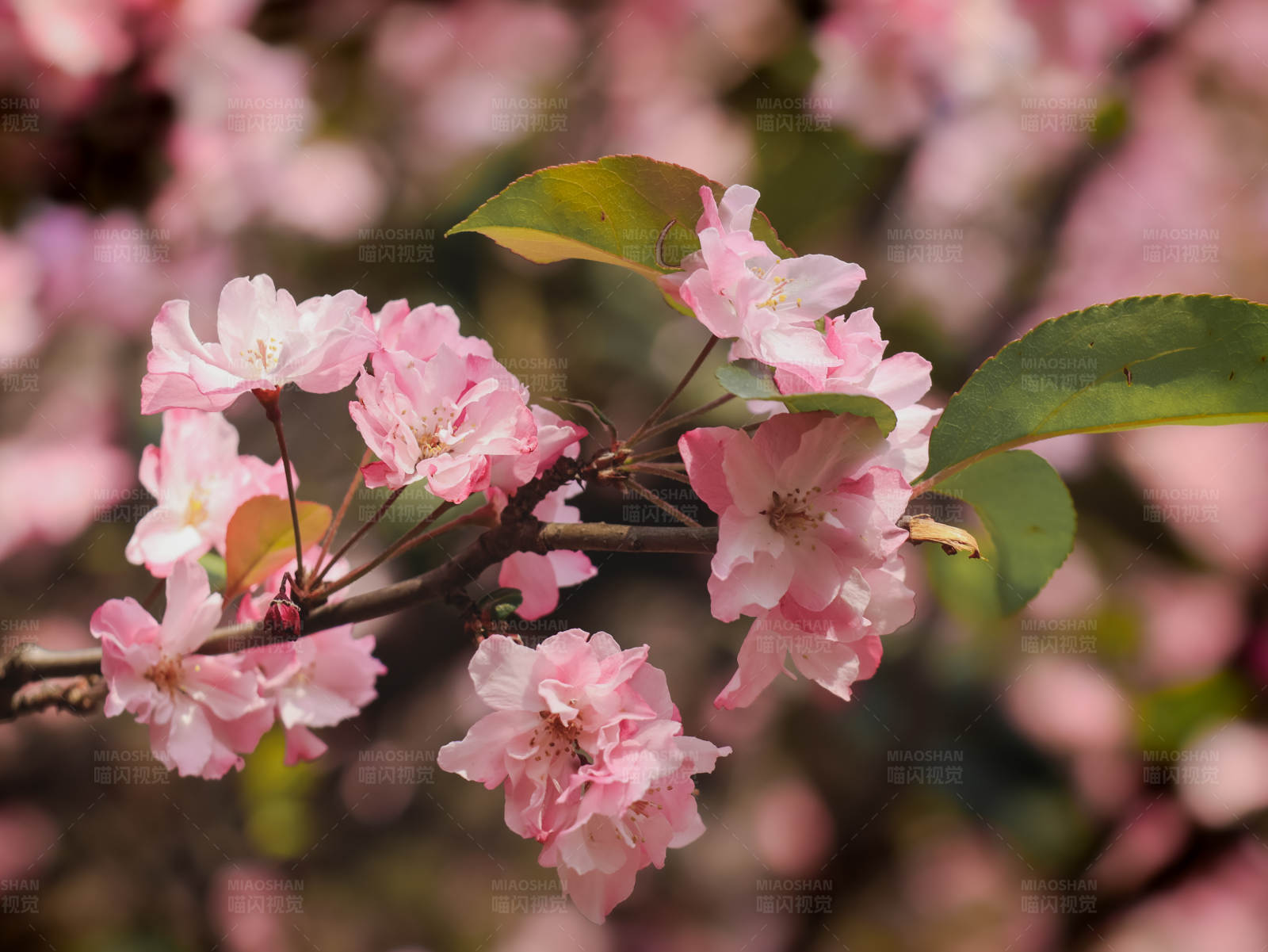 粉色花朵绽放图片