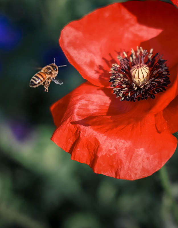 蜜蜂与虞美人图片