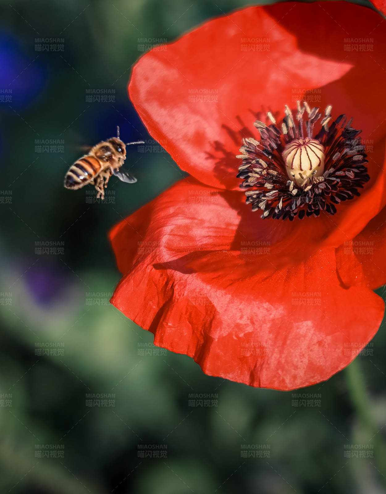蜜蜂与虞美人图片