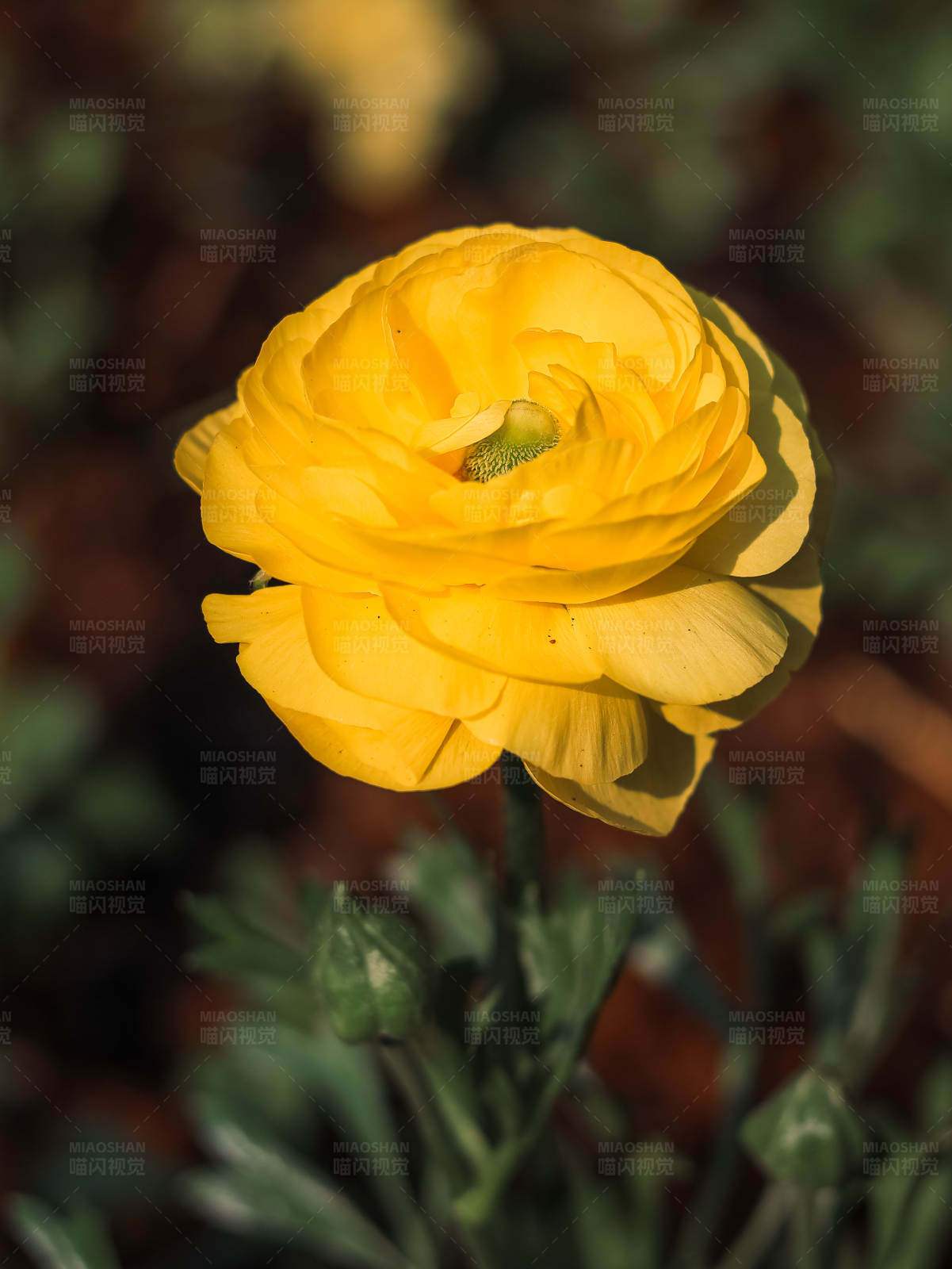 黄色花朵特写图片