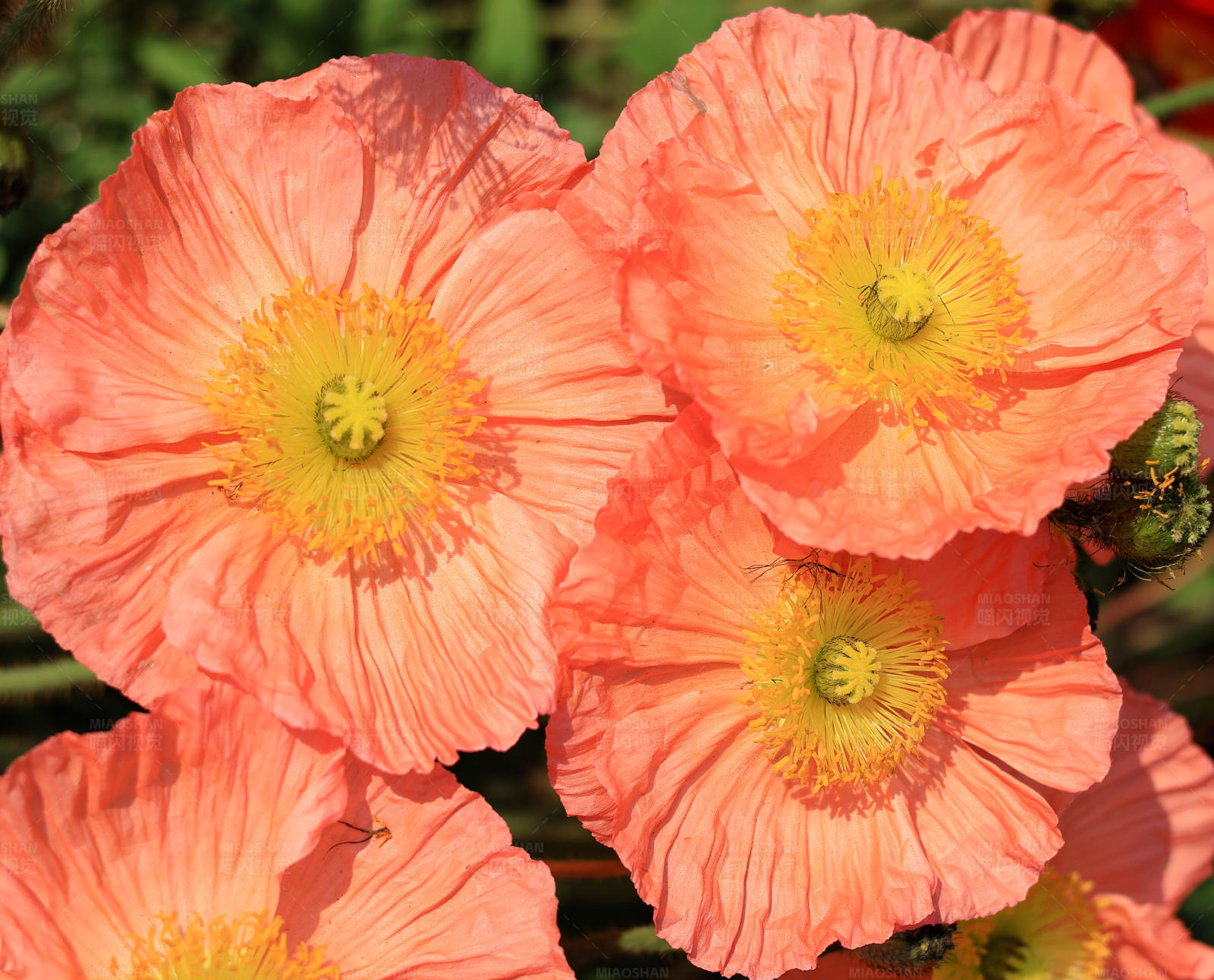 橙色虞美人的美丽绽放图片