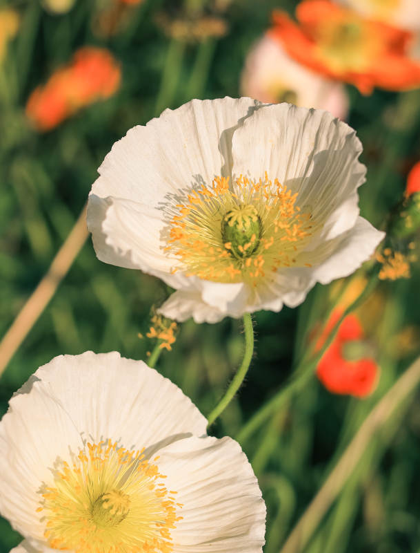 白色虞美人的美丽瞬间图片
