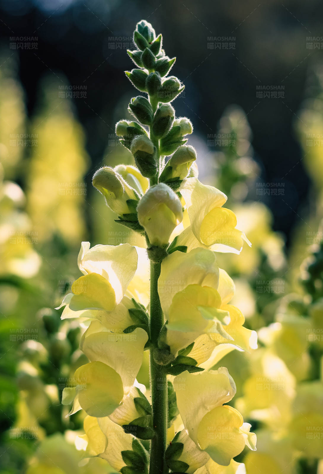 黄色花朵的特写图片